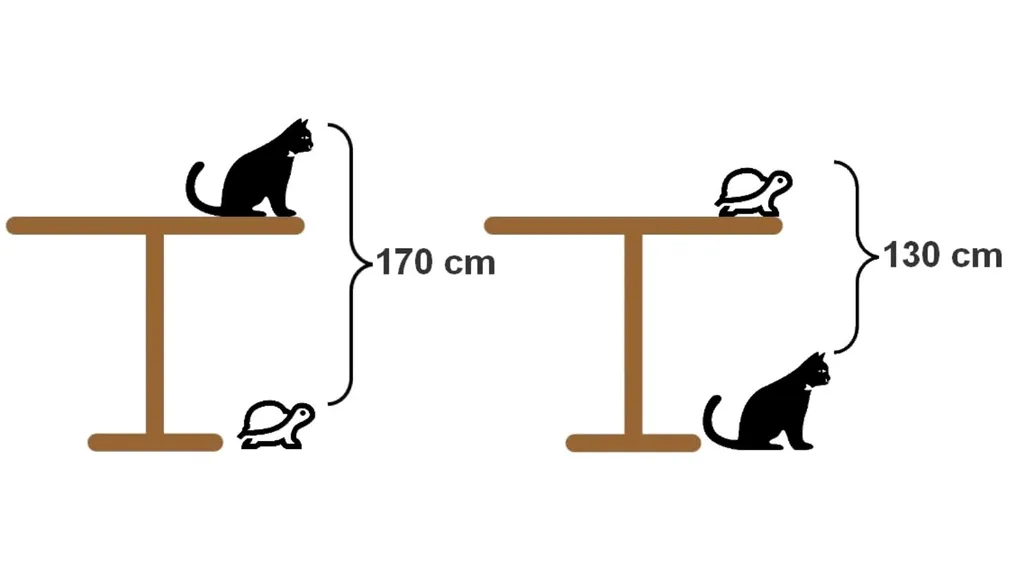 Table with cat and tortoise